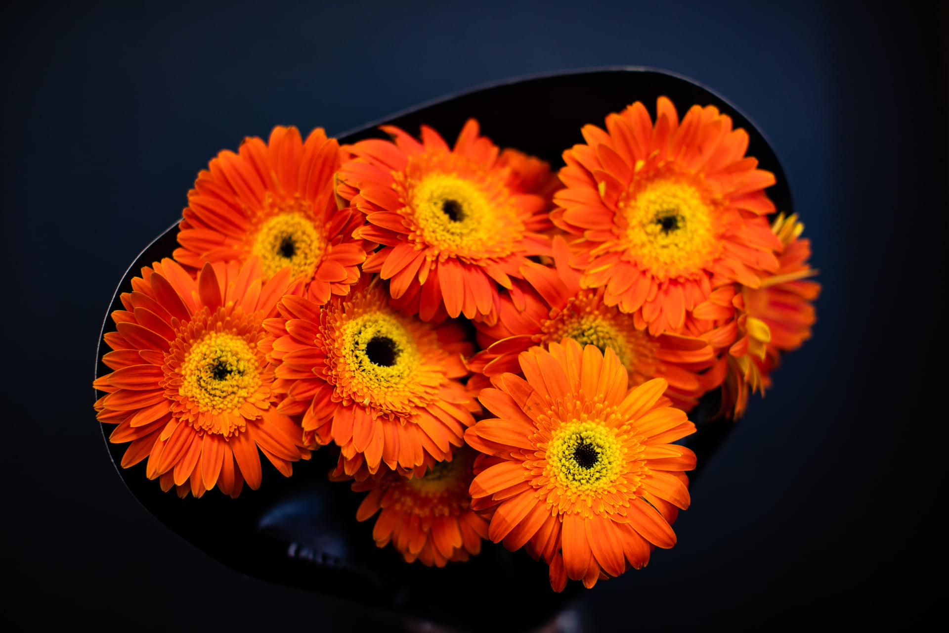 orange daisies on a deep blue background
